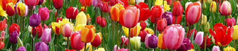 tulipes_800_174